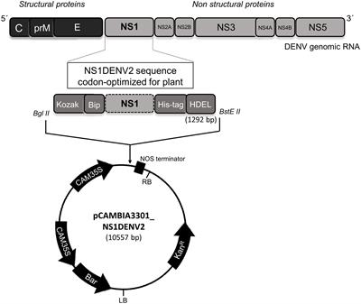 Efficient Plant Production of Recombinant NS1 Protein for Diagnosis of Dengue